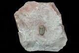 Unusual Aulacopleura Trilobite - Jorf, Morocco #75570-1